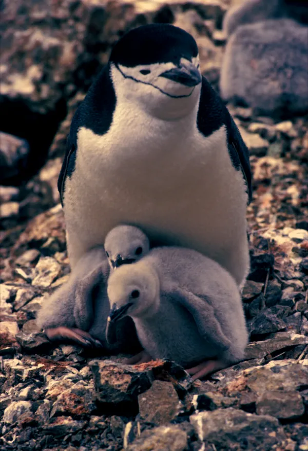 A chinstrap penguin with two chicks, color graded warm with deep shadows in Antartica.
